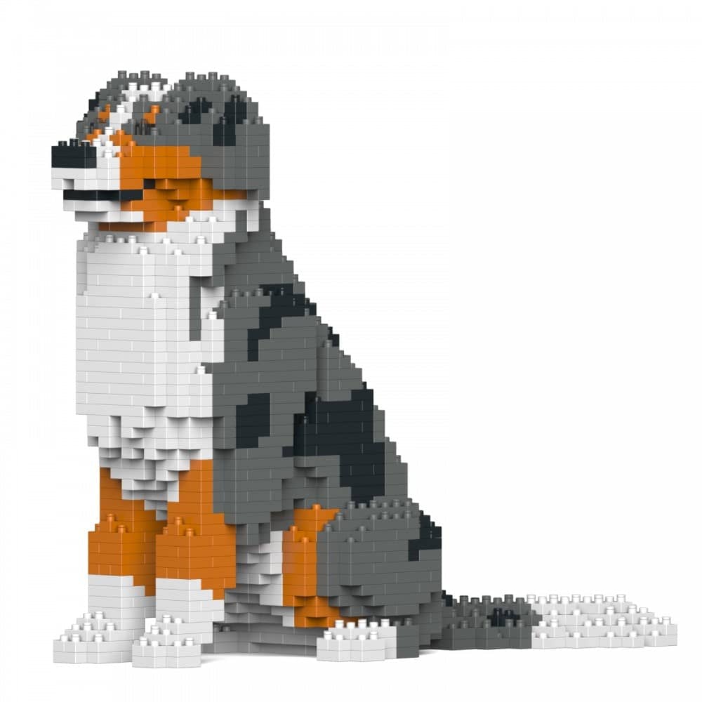 Australian Shepherd (SALE)