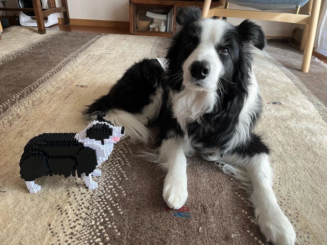 Border Collie