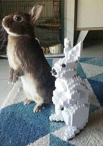 Rabbit