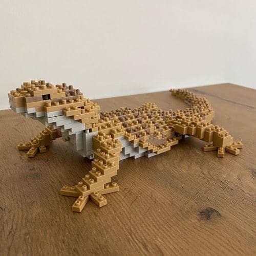 Bearded Dragon