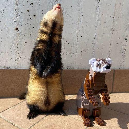 Ferret