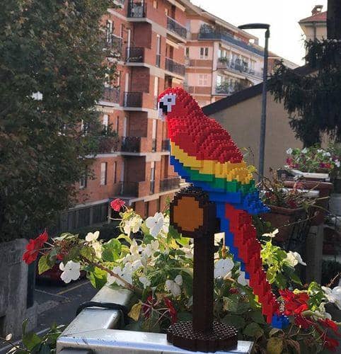 Macaw