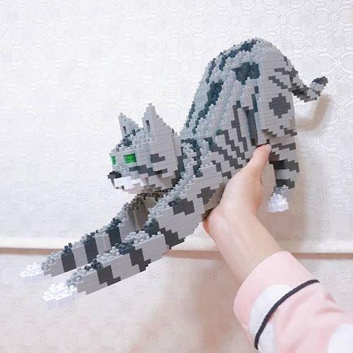 Tabby Cat