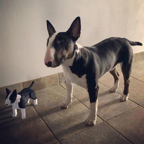 English Bull Terrier