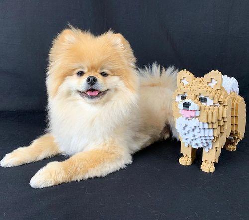 Pomeranian