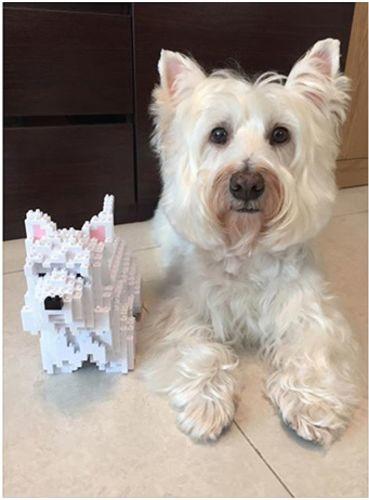 West Highland White Terrier