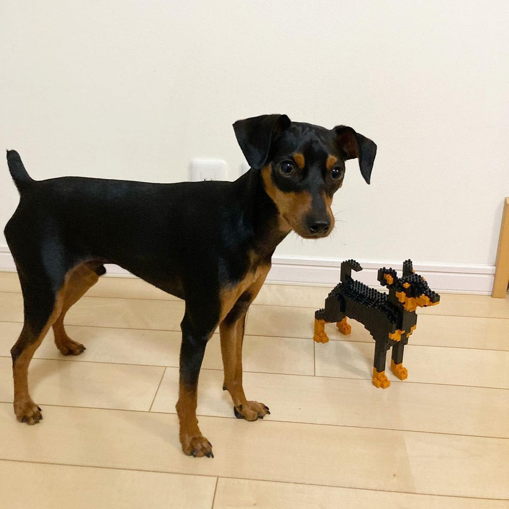 Miniature Pinscher