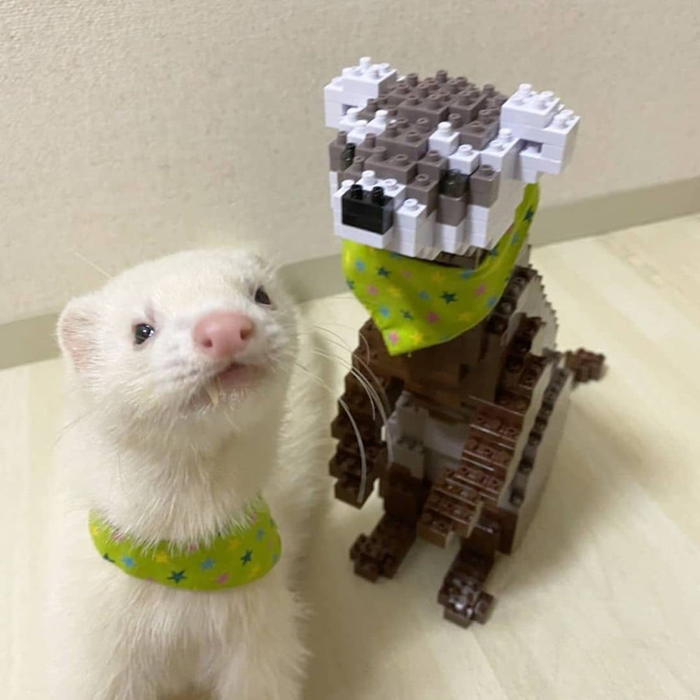 Ferret