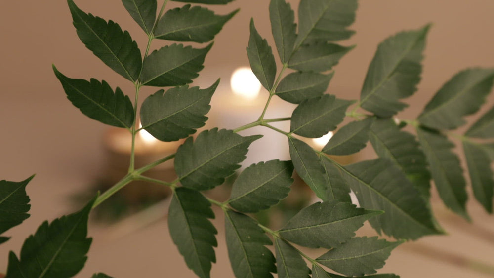 Skovbadning - Gran + Fyr + Patchouli