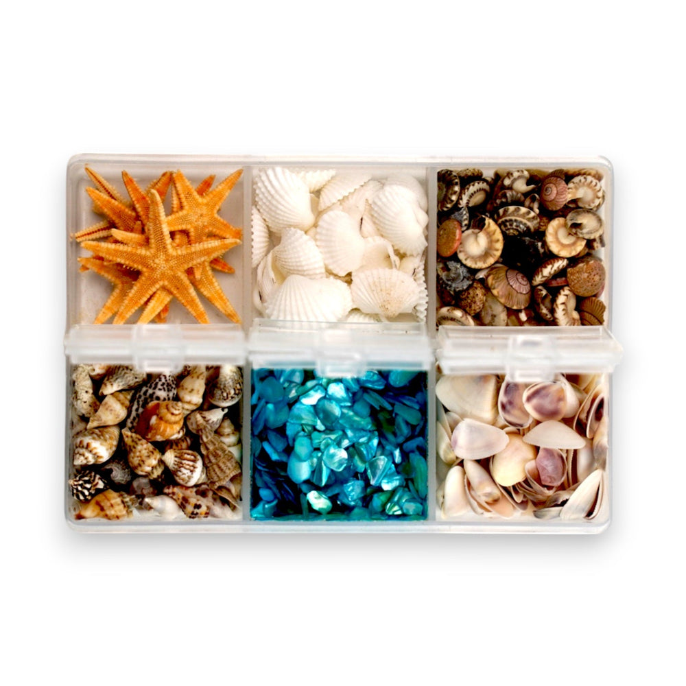 Seashell Variety Pack-0