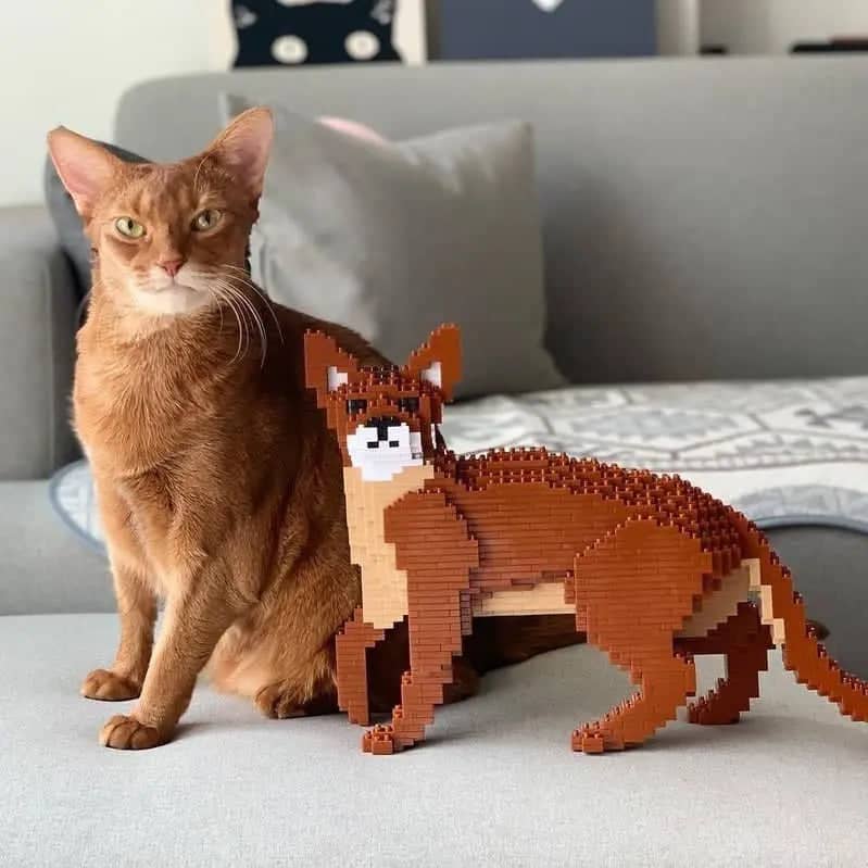 Abyssinian Cat