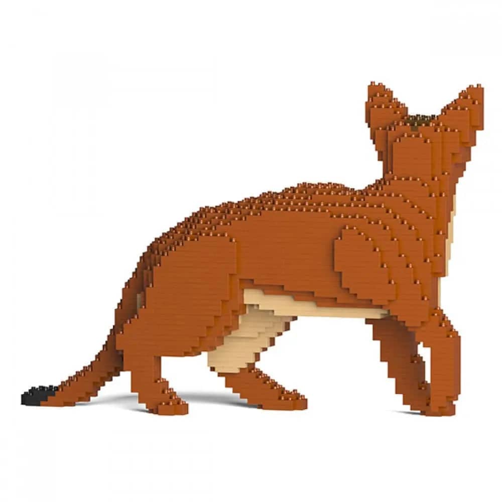 Abyssinian Cat