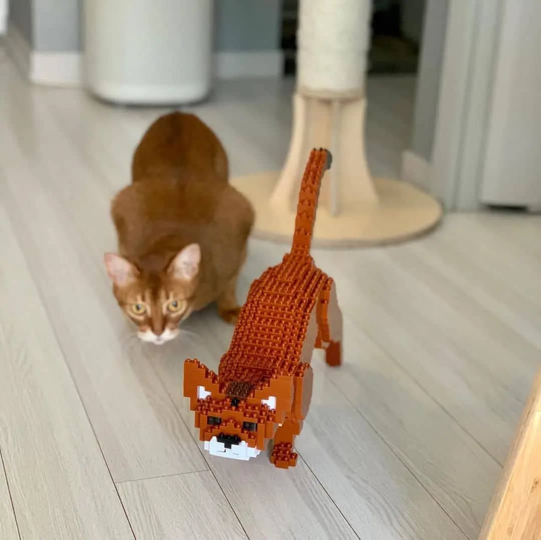 Abyssinian Cat