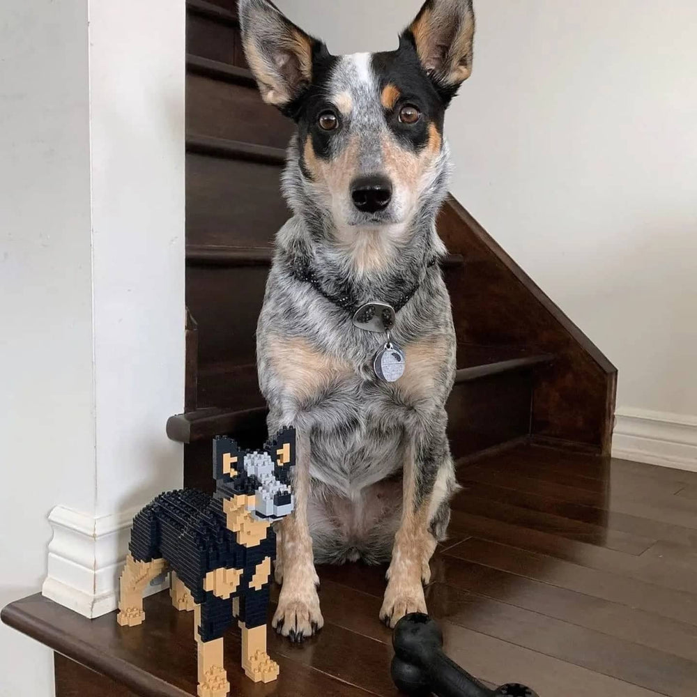Australian Cattle Dog