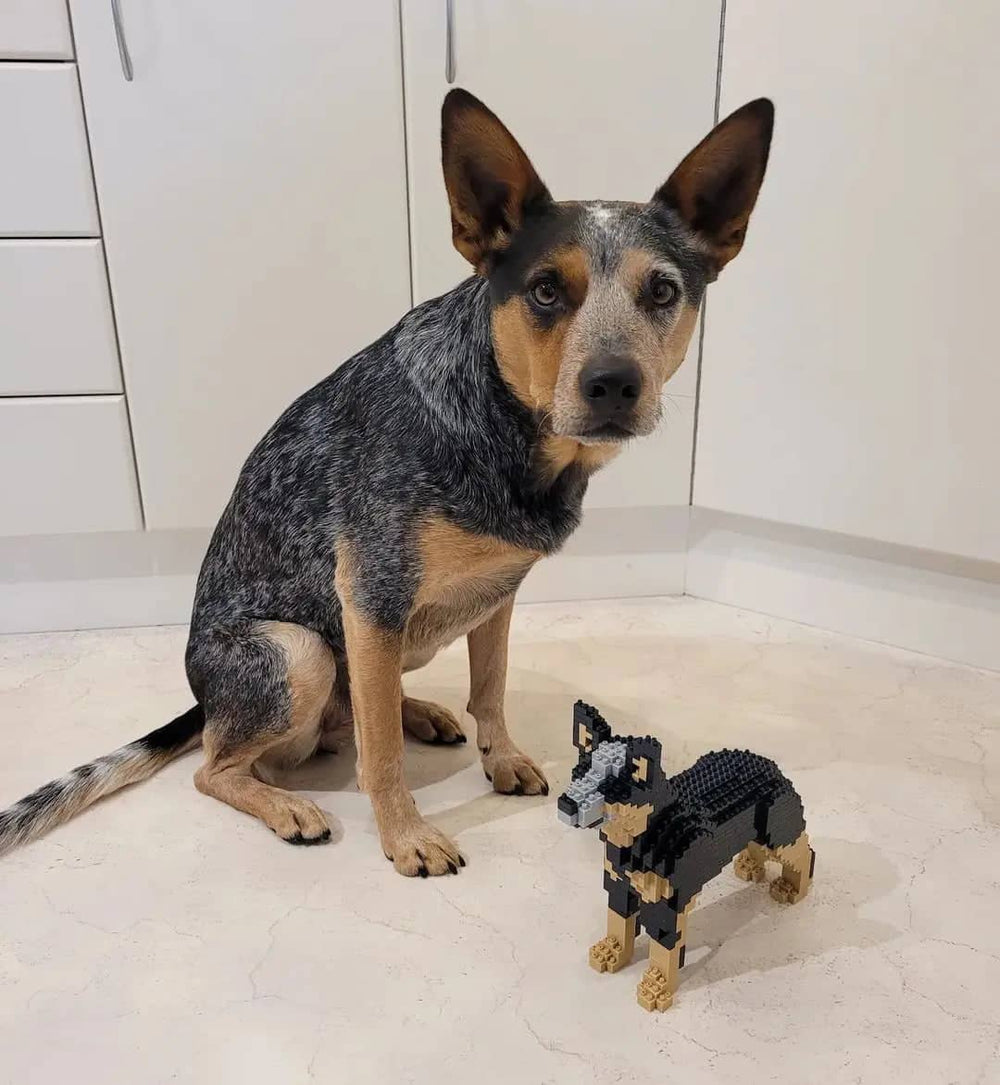 Australian Cattle Dog