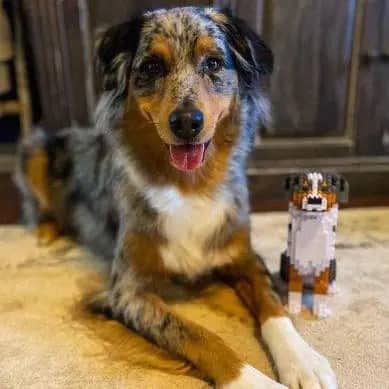 Australian Shepherd (SALE)