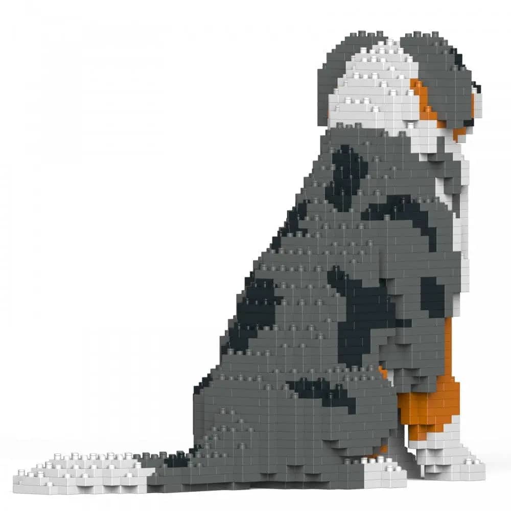 Australian Shepherd (SALE)