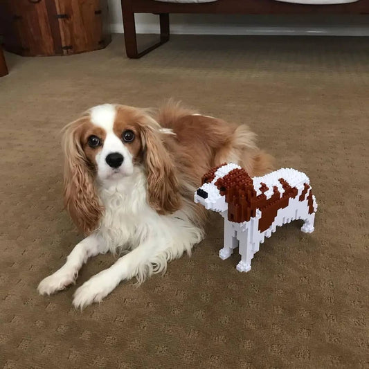 Cavalier King Charles Spaniel