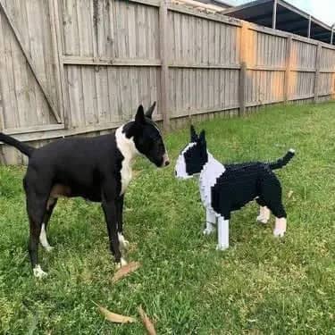 English Bull Terrier