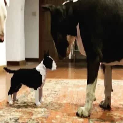 English Bull Terrier