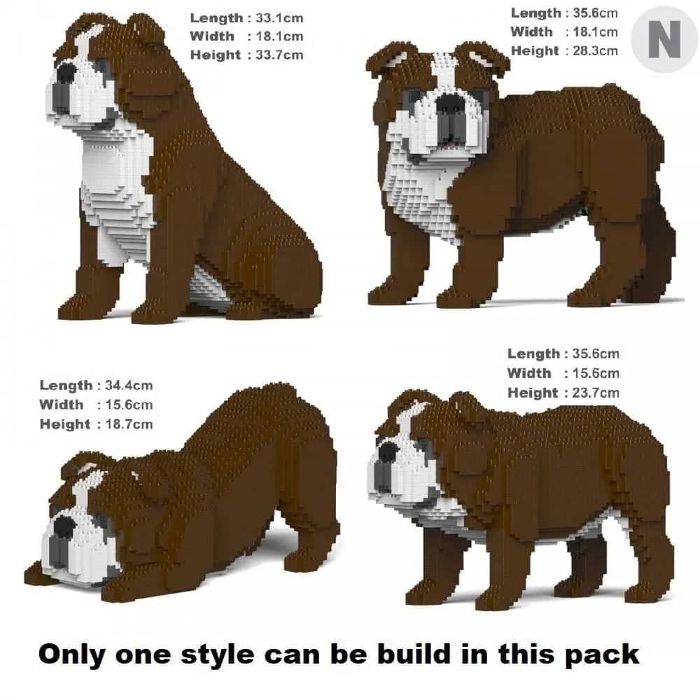 English Bulldog