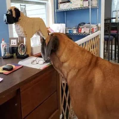 English Mastiff