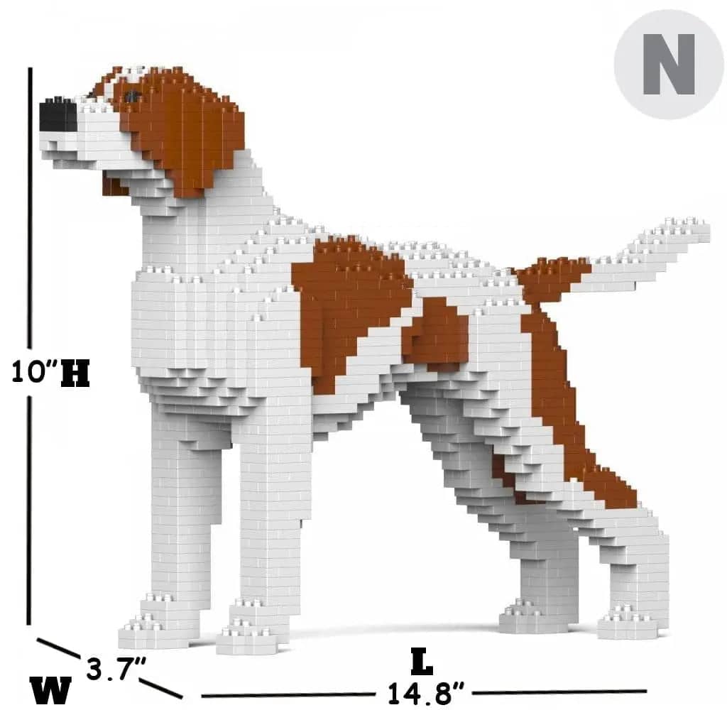 English Pointer