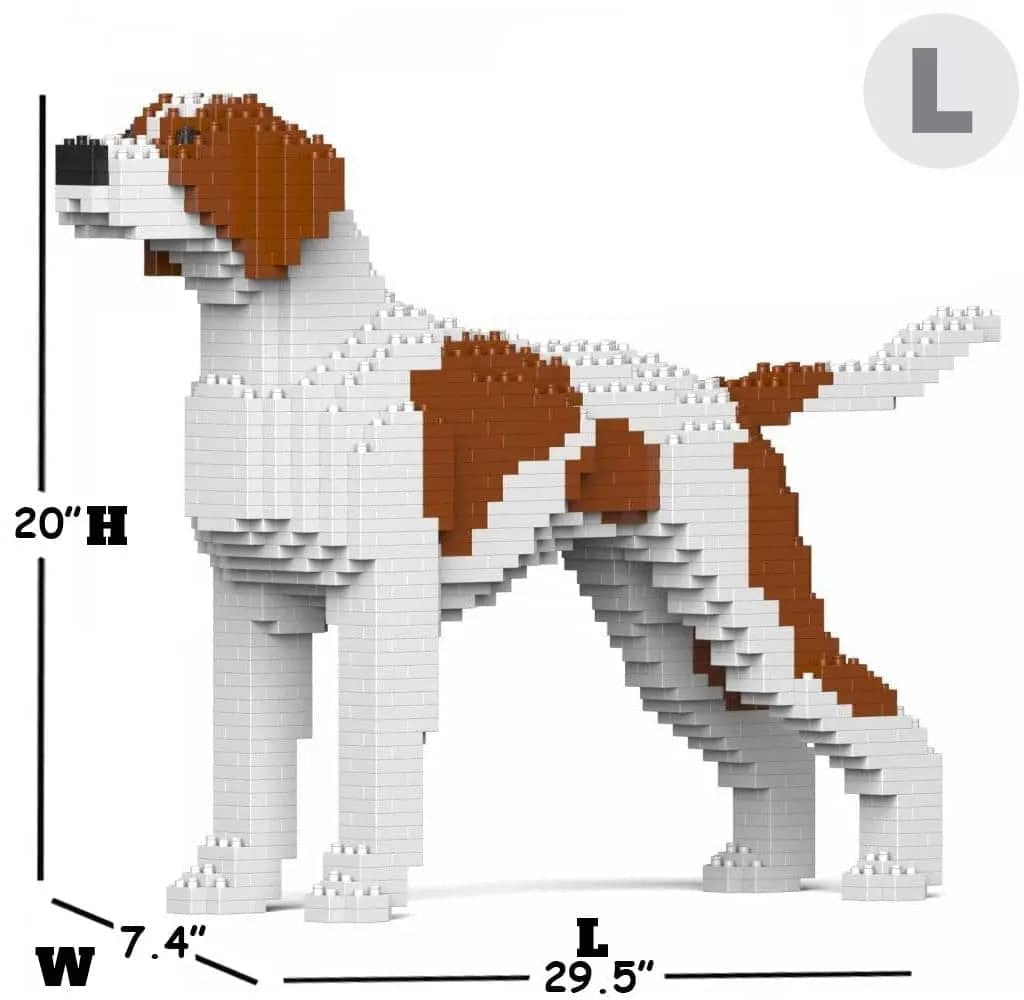 English Pointer