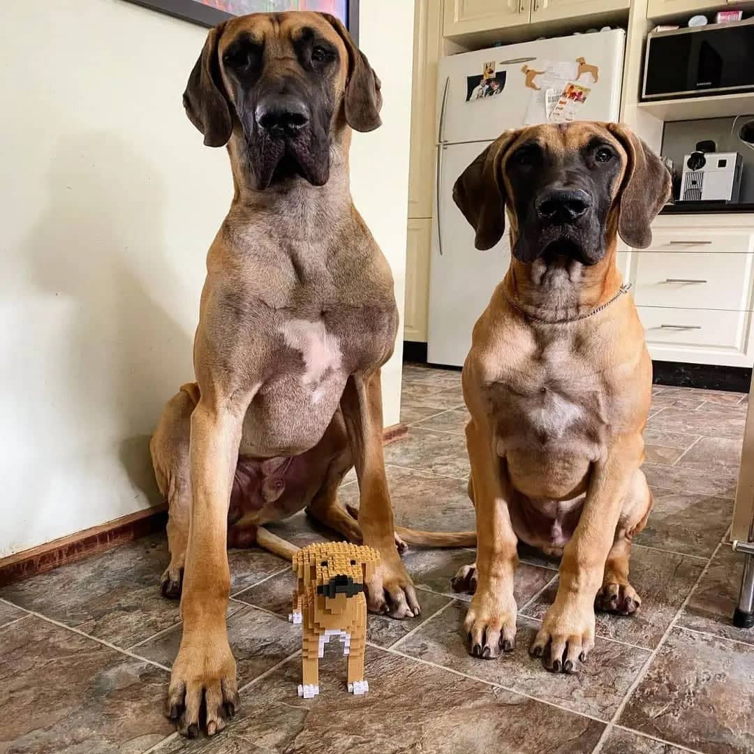 Great Dane