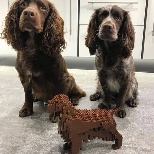 Irish Setter
