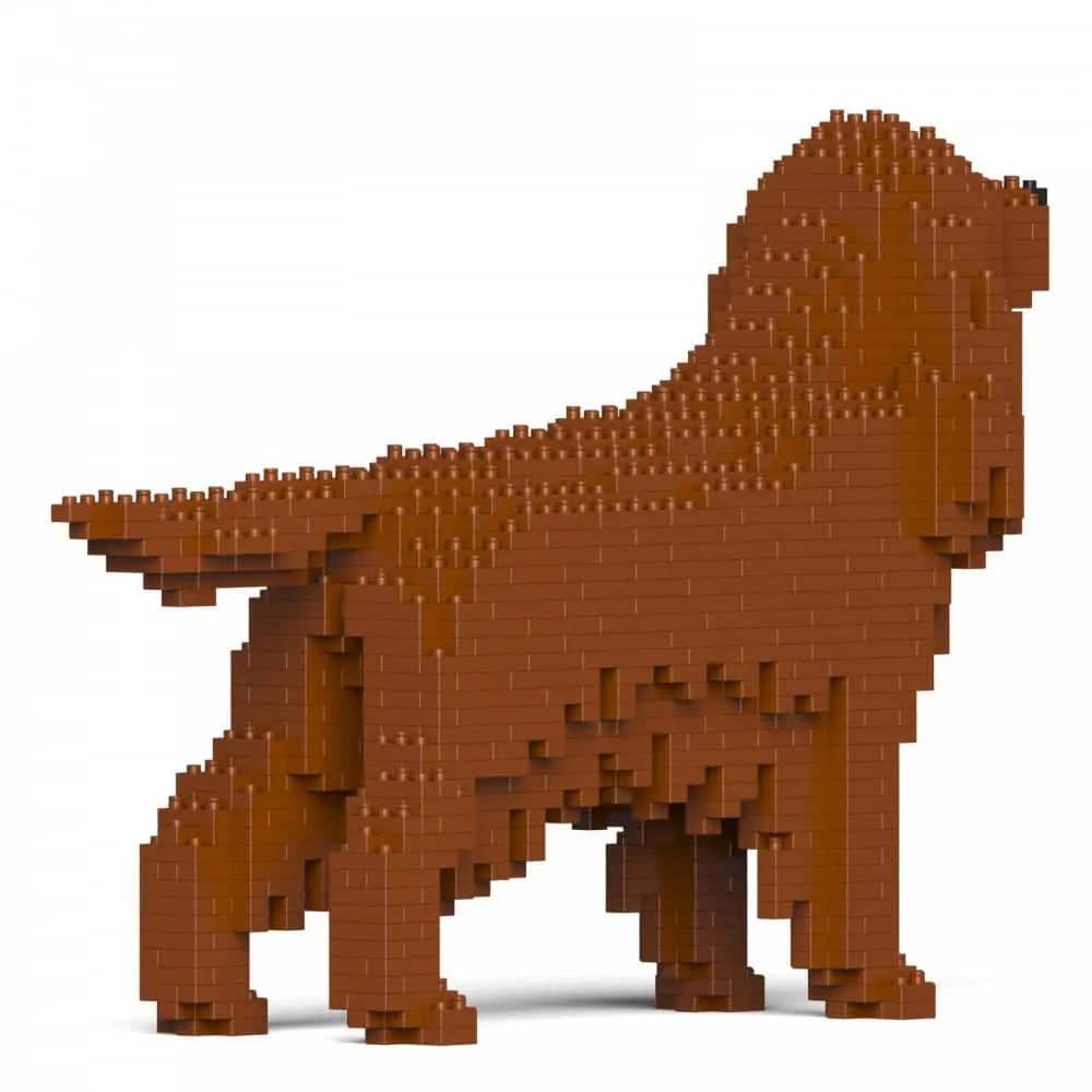 Irish Setter