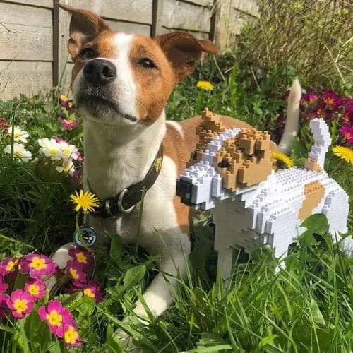 Jack Russell Terrier (SALE)