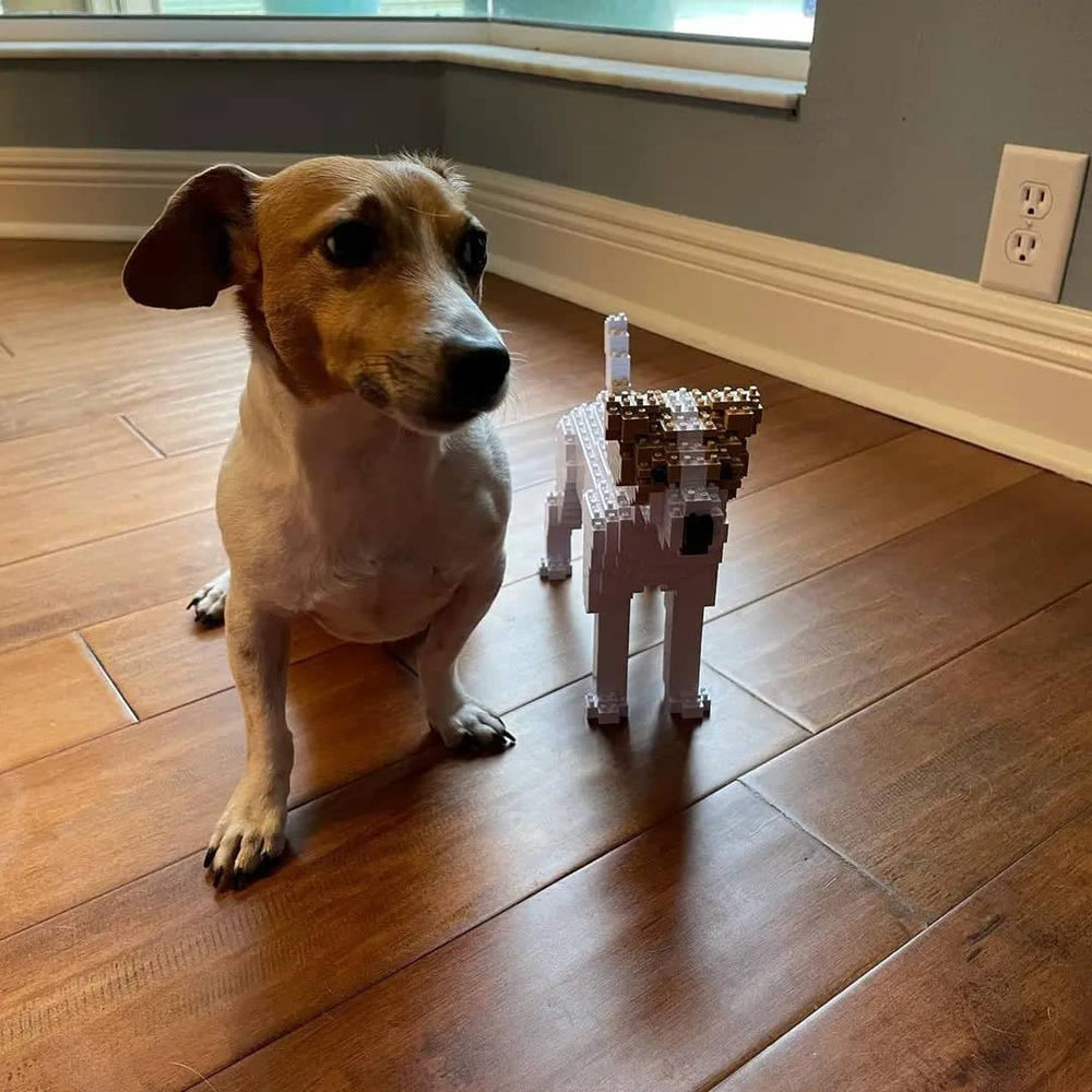 Jack Russell Terrier (SALE)