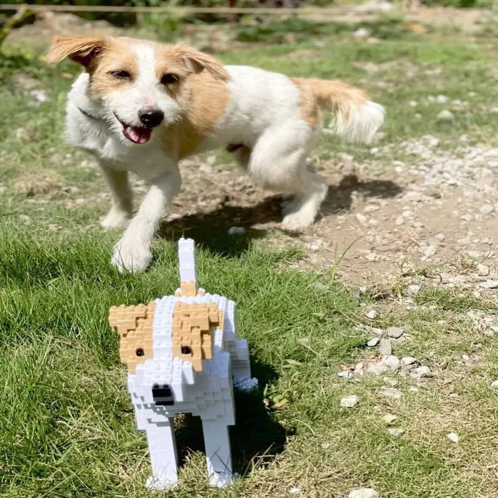 Jack Russell Terrier (SALE)