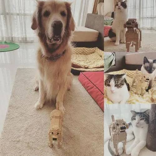 Labrador Retriever (SALE)