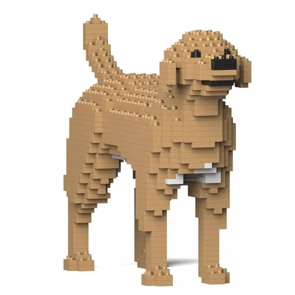 Labrador Retriever (SALE)