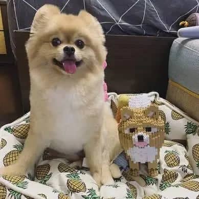 Pomeranian