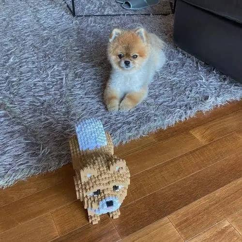 Pomeranian