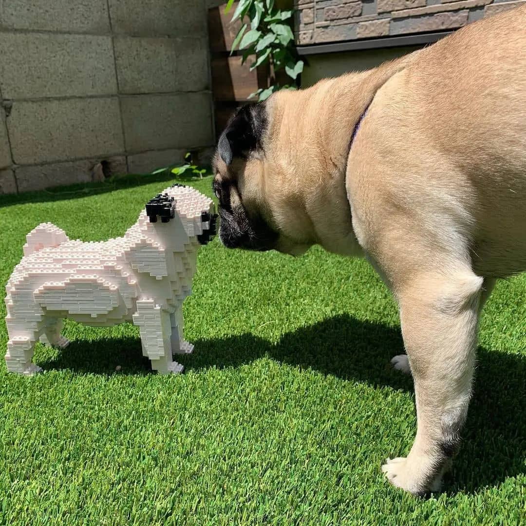 Pug