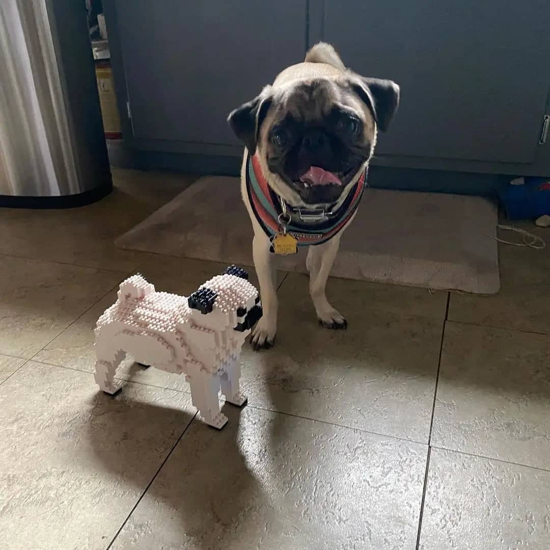 Pug