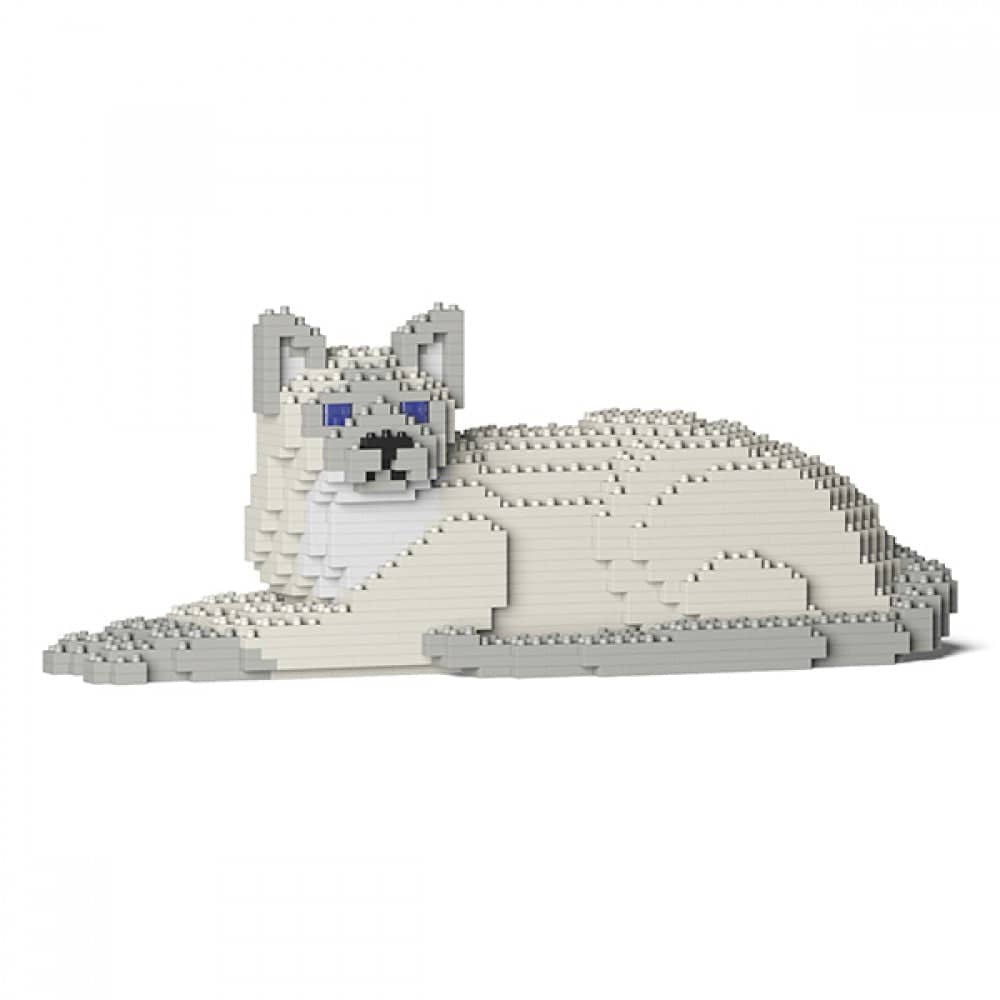 Tonkinese Cat