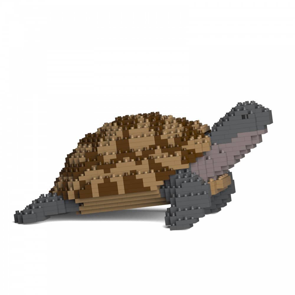 Greek Tortoise