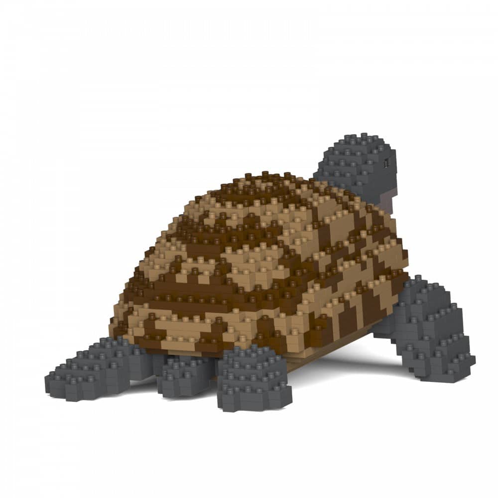 Greek Tortoise