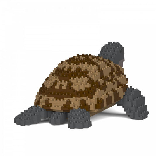 Greek Tortoise