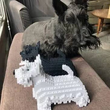 Scottish Terrier