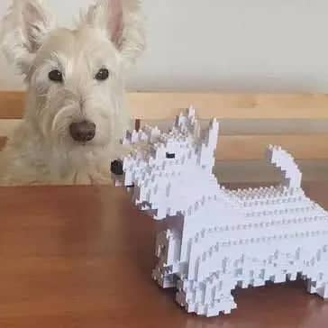 Scottish Terrier