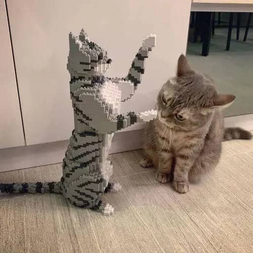 Tabby Cat