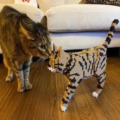 Tabby Cat