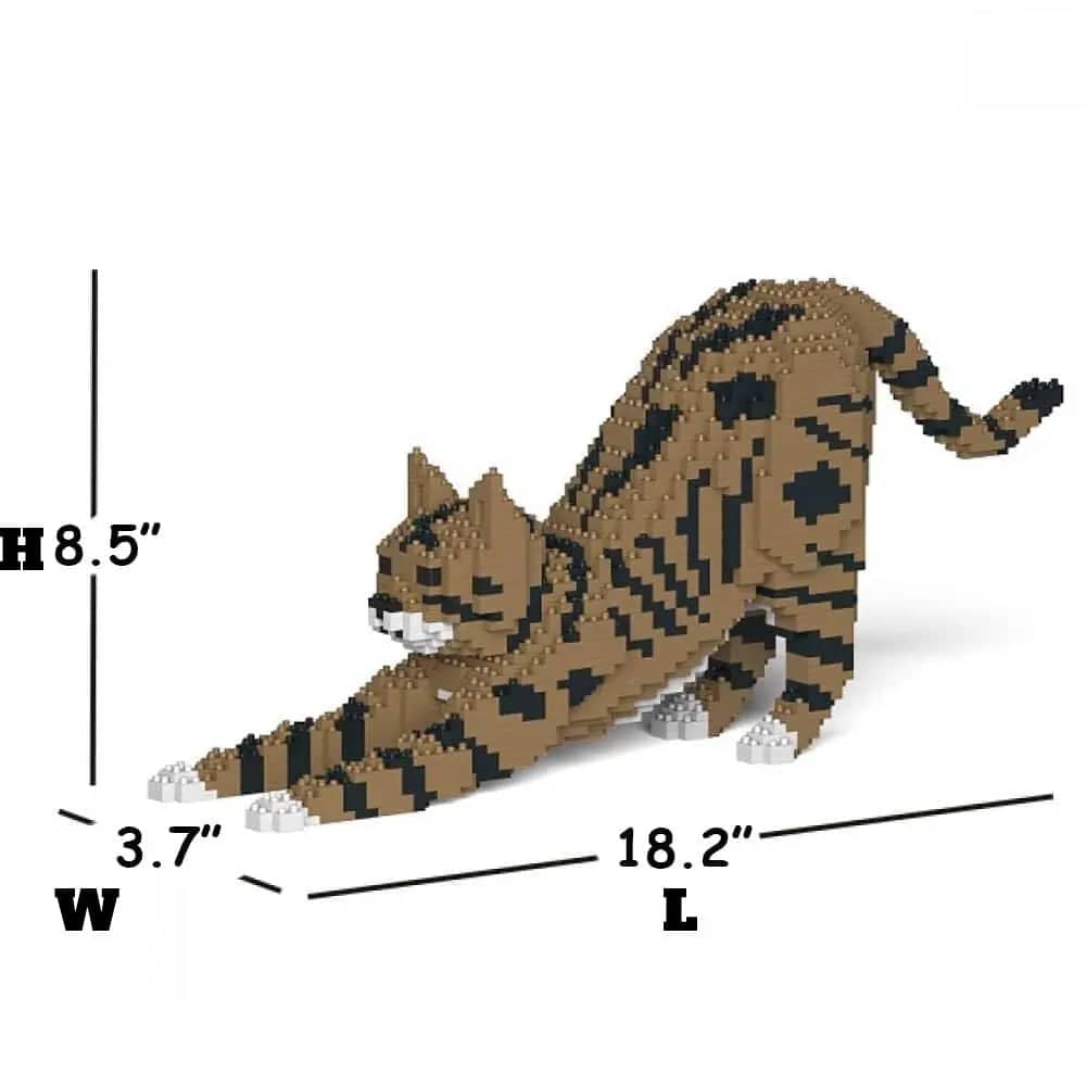 Tabby Cat