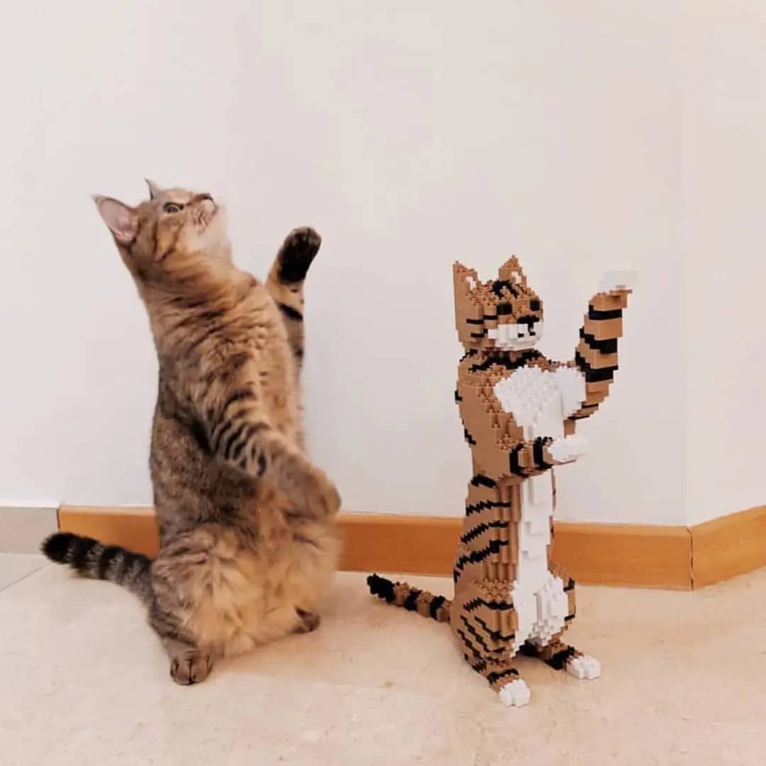 Tabby Cat